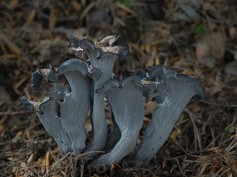 Craterellus cornucopioides